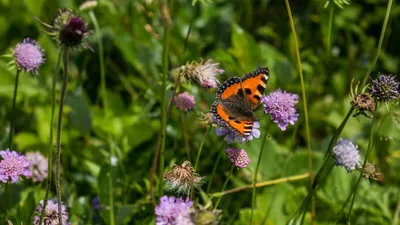 Крапивница бабочки в гвоздике цветков турецкой Стоковое Изображение -  изображение насчитывающей гвоздика, пурпурово: 137922463