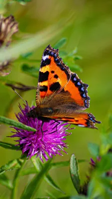 Бабочка крапивница lat aglais urticae ymphalis urticae собирает нектар с  цветов | Премиум Фото