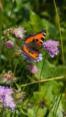 Бабочка Маленькая Лиса Aglais - Бесплатное фото на Pixabay - Pixabay