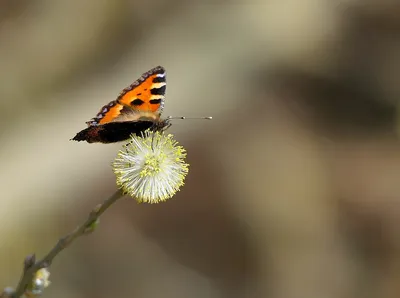 Крапивница Бабочка Насекомое - Бесплатное фото на Pixabay - Pixabay