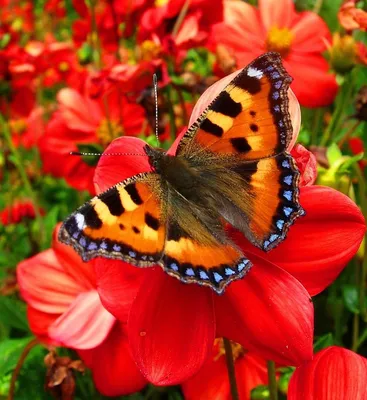 Цветок Эхинацея Бабочка - Бесплатное фото на Pixabay - Pixabay