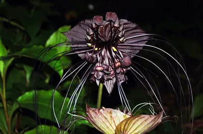 Купить SAFLAX - Цветок черной летучей мыши - 10 семян - С субстратом для  лучшего выращивания - Tacca chantrieri | Joom