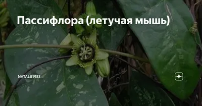 Летучая мышь с нектаром Lonchophylla Robusta оранжевая летучая мышь завишущ  и алкоголя, нектара от красивого цветка в дождевом лес Стоковое Фото -  изображение насчитывающей цветок, вакханические: 212326334