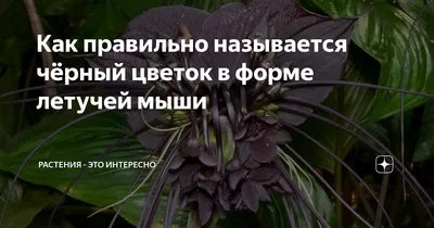 Летучая мышь, гравюра, dark botanical» — создано в Шедевруме