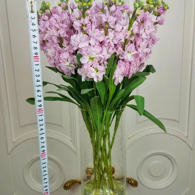 Цветок искусственный Левкой темно-розовый 84 см - купить в Пятигорске с  доставкой в интерьерном центре Жемчужина