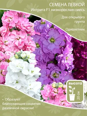 Левкой (Матиола): Сиреневая - Cool Flowers