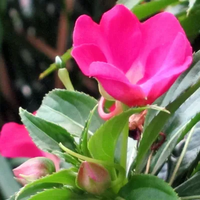 Комнатный цветок бальзамин (Ванька мокрый). Уход и выращивание