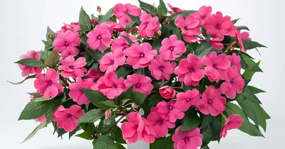 Список красивых цветущих комнатных растений с фото и названиями | ivd.ru