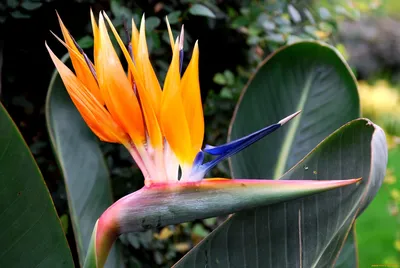 Удивительное комнатное растение «райская птица»
