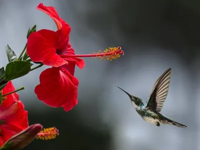 Гладиолус Птица Счастья — BlossomDay