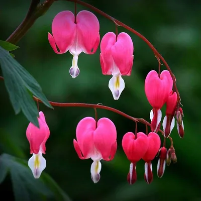 Разбитое сердце (дицентра) — необычный цветок на обычном участке
