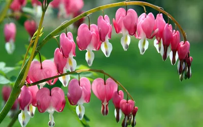Цветок дицентра — разбитое сердце как символ сострадания | блог интернет -  магазина АртФлора