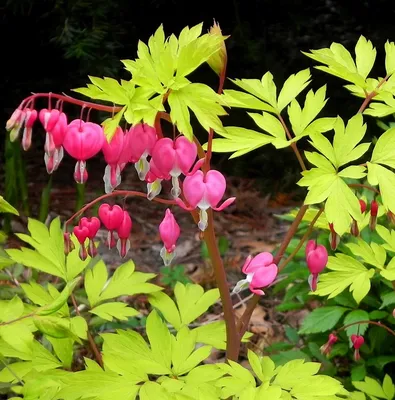 Дицентра или Разбитое сердце - цветы для сада, описание, особенности ухода