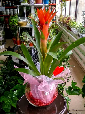 Сердце матери - Эне журогу❤️❤️❤️... - Комнатные цветы Бишкек | Facebook