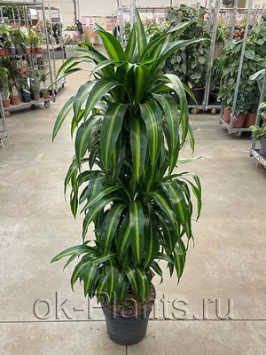 Драцена душистая (Dracaena fragrans) 100-15 - купить в Минске с доставкой,  цена и фото в интернет-магазине Cvetok.by