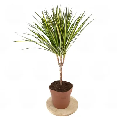 Драцена душистая (Dracaena fragrans) 100-15 - купить в Минске с доставкой,  цена и фото в интернет-магазине Cvetok.by