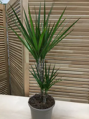 Драцена душистая (Dracaena fragrans) — Рассада цветов и овощей.