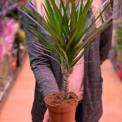 Драцена (Dracaena) - растение из легенд: уход в домашних условиях, фото