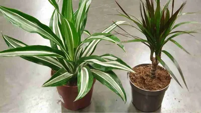 Драцена Маргината Биколор Коса Dracaena Marginata Bicolor от 1850 рублей,  доставка