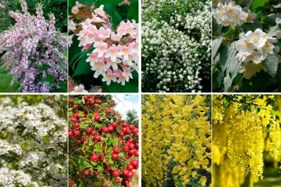 Весенние цветущие декоративные кустарники - Мир Садоводства