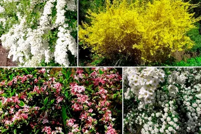 Самые эффектные кустарники, цветущие весной - Мир Садоводства