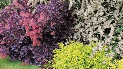Лучшие декоративные цветущие кустарники для сада: наш выбор
