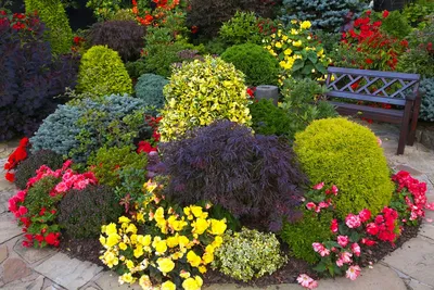 8 лучших декоративных кустарников, цветущих весной. Описание, сорта, фото —  Ботаничка
