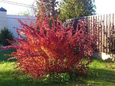 Цветущие осенью кустарники многолетники - 57 фото