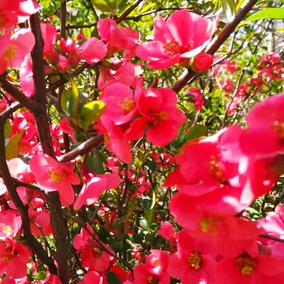 Декоративные деревья и кустарники для озеленения и ландшафтного дизайна сада  и дачи: названия многолетних с розовыми цветами, низкорослых и карликовых -  38 фото