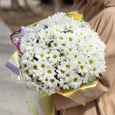 Сборный букет из белых роз с зеленью и малиновых ромашковых хризантем в  оформлении | Цветы Саранск - Магазин \"Эквадор\"