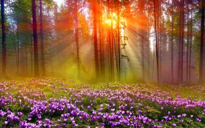 Обои на рабочий стол Сиреневые цветы на фоне леса, солнечные лучи  просвечивают сквозь деревья, обои для рабочего стола, скачать обои, обои  бесплатно