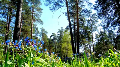 Красивые цветы растущие в лесу - 75 фото