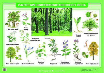 Бесплатное изображение: Белый цветок, экзотические, тропические леса,  трава, тропический, цветок, природа, лист, на открытом воздухе, рождество