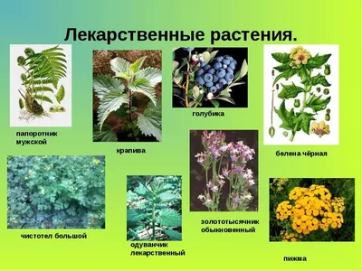 Лесные цветы Сибири | Ирина Шпагина | Дзен
