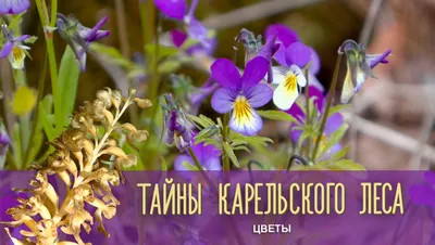 Картинка Весна Леса Цветы Подснежники мхом Много