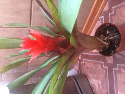 Guzmania Features of development, transplant, species and diseases - YouTube