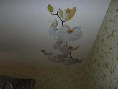 Фотопечать на потолке цветы, цена в Перми от компании РИМ