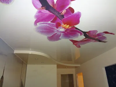 Фотопечать на натяжном потолке: цветы, белые орхидеи. Лиски |  liskipotolki.ru