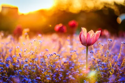 Алтайский цветок на рассвете. :: Штрек Надежда – Социальная сеть ФотоКто