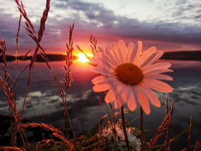 Цветок Рассвет Роса Восход - Бесплатное фото на Pixabay - Pixabay