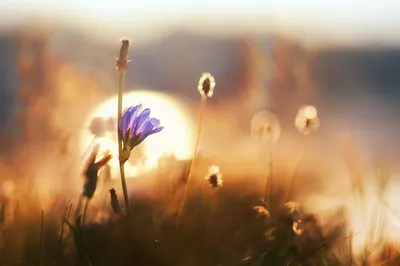 Рассвет, цветы | Цветы, Природа