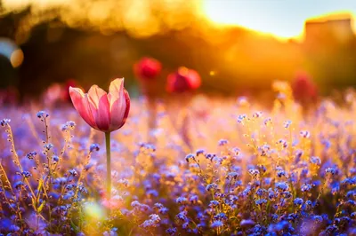 рассвет солнце цветы: 9 тыс изображений найдено в Яндекс.Картинках | Tulips  flowers, Pink tulips, Blue flower wallpaper
