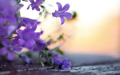 весенние цветы на рассвете в саду тюльпанов Стоковое Фото - изображение  насчитывающей флористическо, завод: 217904044