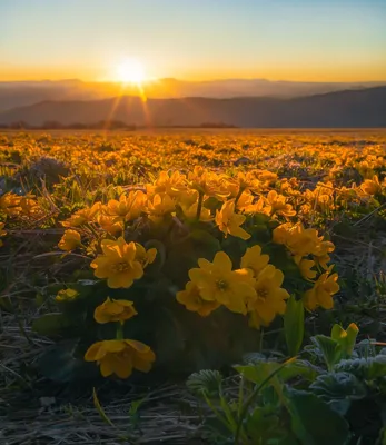 Золотые цветы на рассвете. Photographer Lashkov Fedor