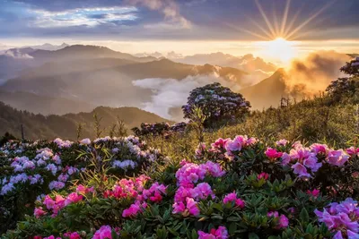Красивые цветы на закате (71 фото) »
