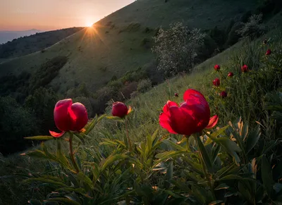 Фото Красные цветы в поле на рассвете, фотограф Емил Рашковски