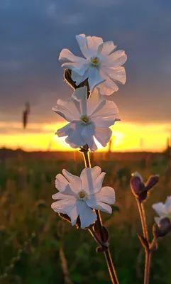 Цветок на закате | Пикабу
