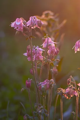 Цветы Закат Облака - Бесплатное фото на Pixabay - Pixabay