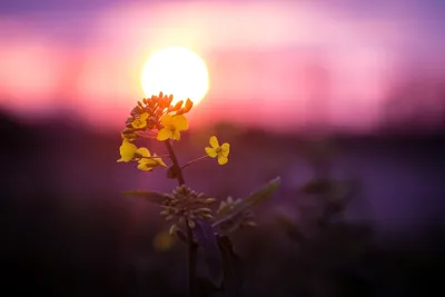 Цветы на закате | Пикабу
