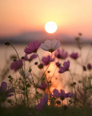 Цветы на закате солнца (70 фото) - 70 фото